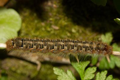 <i>Lasiocampa quercus</i>