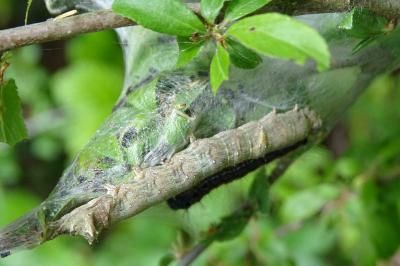 <i>Allophyes oxyacanthae</i>