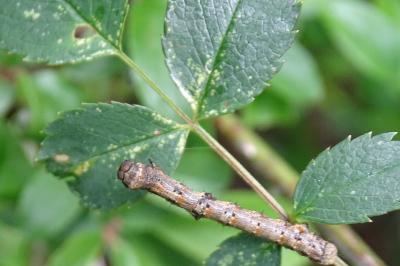 <i>Apocheima hispidaria</i>