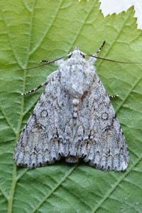 <i>Acronicta aceris</i>