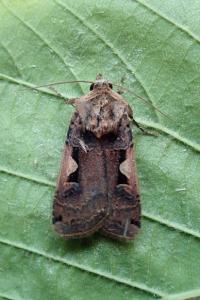 <i>Xestia c-nigrum</i>
