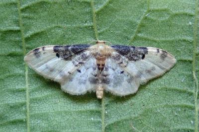 <i>Idaea filicata</i>