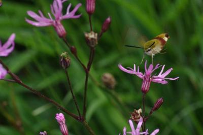 <i>Hemaris fuciformis</i>
