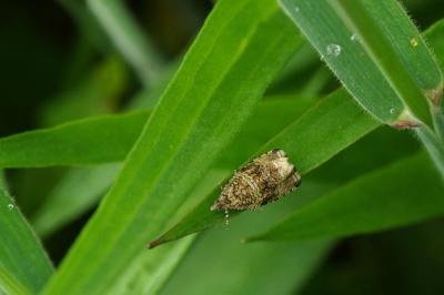 <i>Celypha lacunana</i>