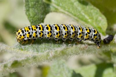 <i>Cucullia verbasci</i>
