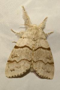 <i>Calliteara pudibunda</i>