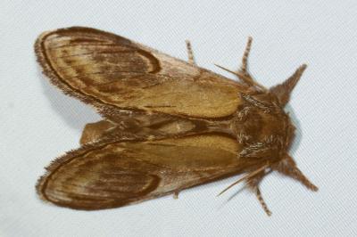 <i>Notodonta ziczac</i>