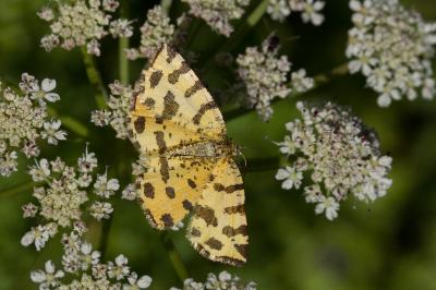 <i>Pseudopanthera macularia</i>