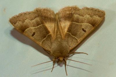 <i>Minucia lunaris</i>
