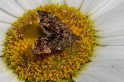 <i>Anthophila fabriciana</i>