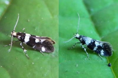 <i>Denisia luctuosella</i>