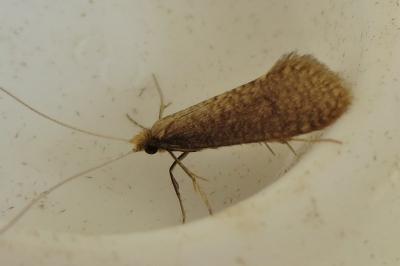 <i>Nematopogon metaxella</i>