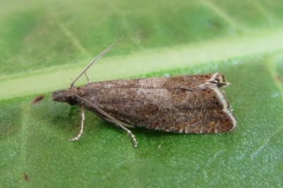 <i>Dichrorampha acuminatana</i>