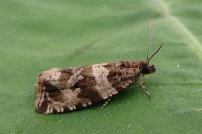 <i>Celypha cespitana</i>