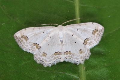 <i>Scopula ornata</i>