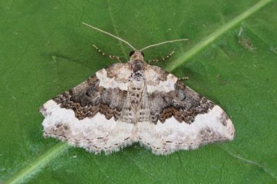 <i>Epirrhoe galiata</i>
