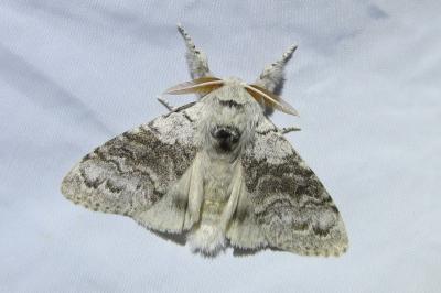 <i>Calliteara pudibunda</i>