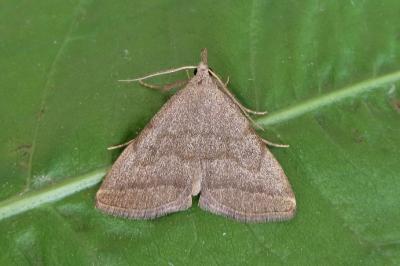 <i>Pechipogo strigilata</i>