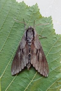 <i>Hyloicus maurorum/pinastri</i>