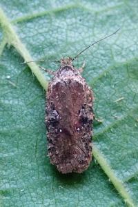 <i>Agonopterix purpurea</i>