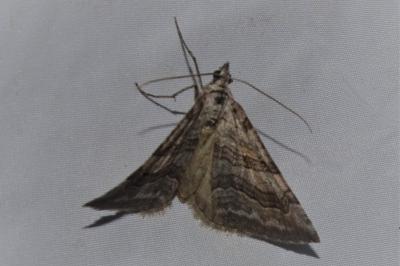 <i>Aplocera efformata/plagiata</i>