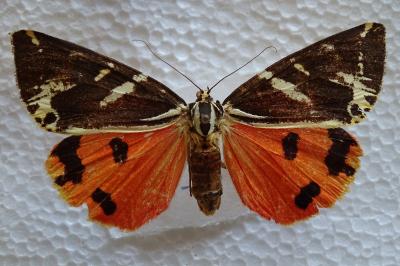 <i>Euplagia quadripunctaria</i>