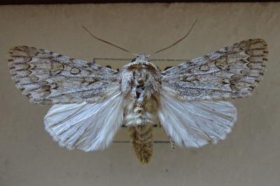 <i>Acronicta aceris</i>