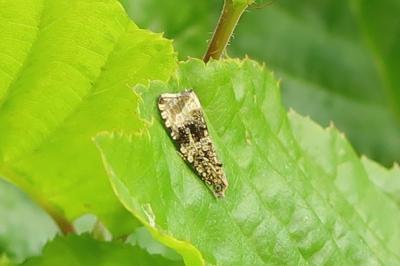 <i>Celypha lacunana</i>
