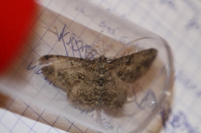 <i>Peribatodes rhomboidaria</i>