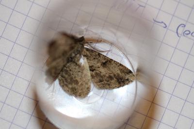 <i>Peribatodes rhomboidaria</i>
