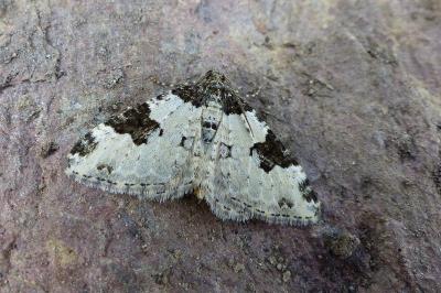 <i>Xanthorhoe fluctuata</i>