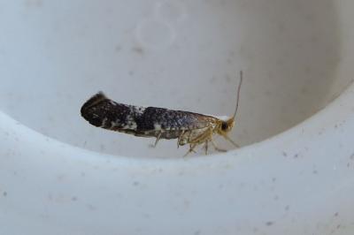 <i>Argyresthia spinosella</i>