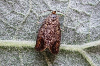 <i>Ptycholoma lecheana</i>