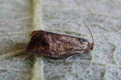 <i>Ptycholoma lecheana</i>