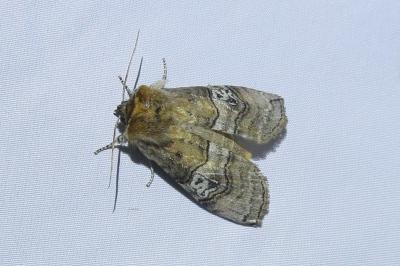 <i>Tethea ocularis</i>