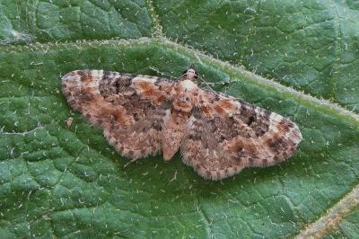 <i>Eupithecia pulchellata</i>