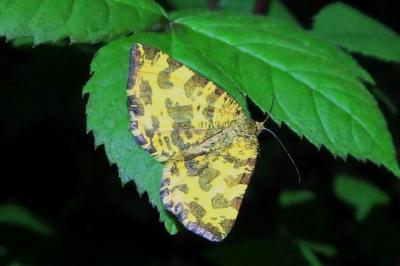 <i>Pseudopanthera macularia</i>