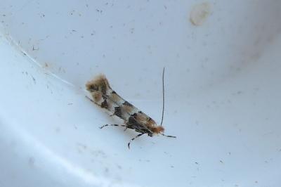 <i>Phyllonorycter trifasciella</i>