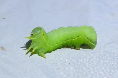 <i>Asteroscopus sphinx</i>