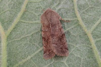 <i>Orthosia incerta</i>