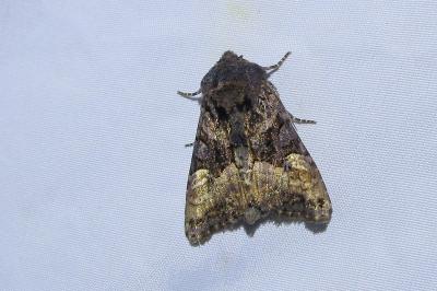 <i>Euplexia lucipara</i>