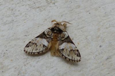 <i>Drymonia dodonaea</i>