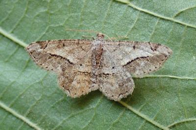 <i>Chiasmia aestimaria</i>