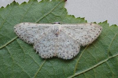<i>Idaea seriata</i>