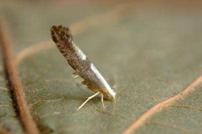 <i>Argyresthia spinosella</i>