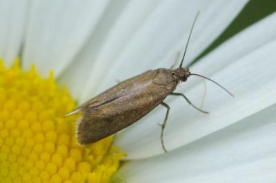 <i>Glyphipterix fuscoviridella</i>