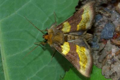 <i>Diachrysia chrysitis</i>