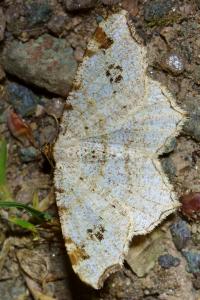 <i>Macaria notata</i>