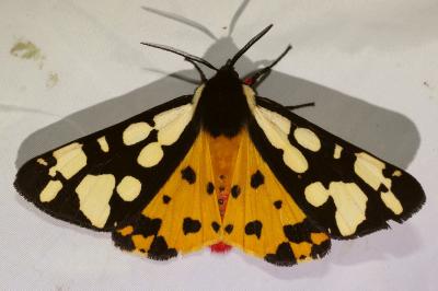 <i>Arctia villica</i>