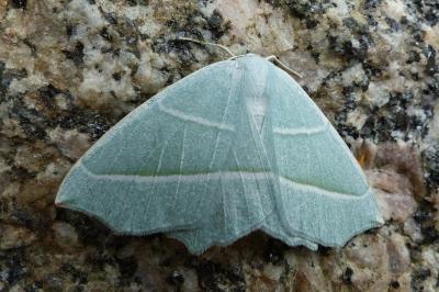 <i>Campaea margaritaria</i>